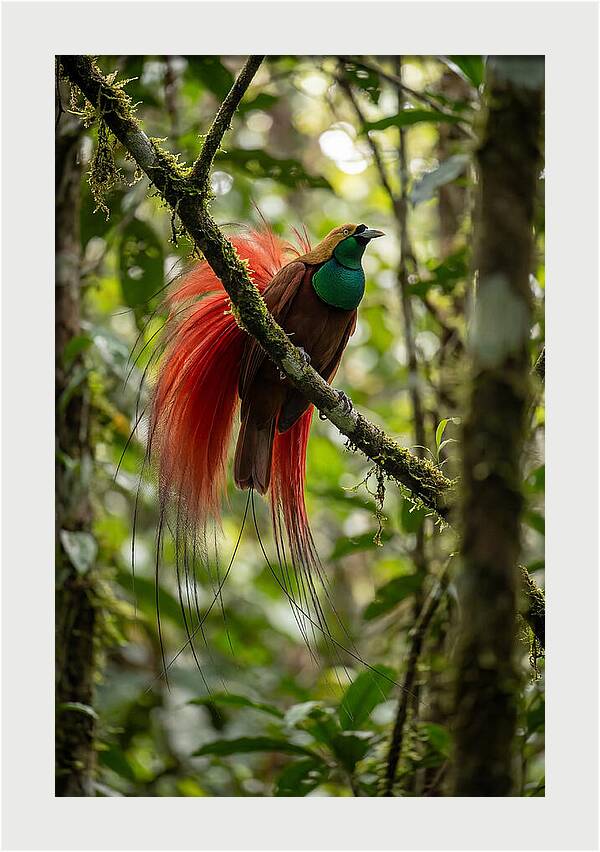 Raggiana Bird Of Paradise Display