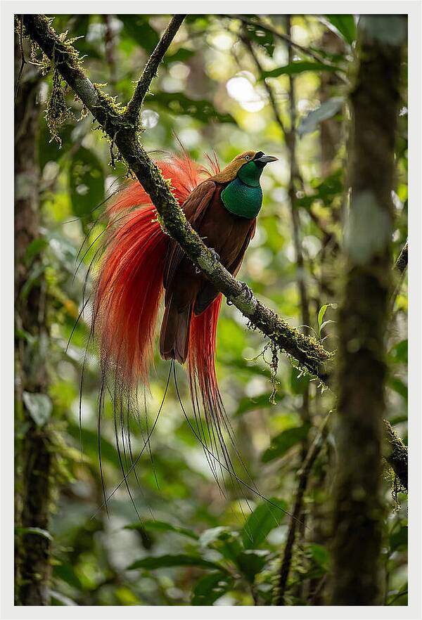 Raggiana Bird Of Paradise Display