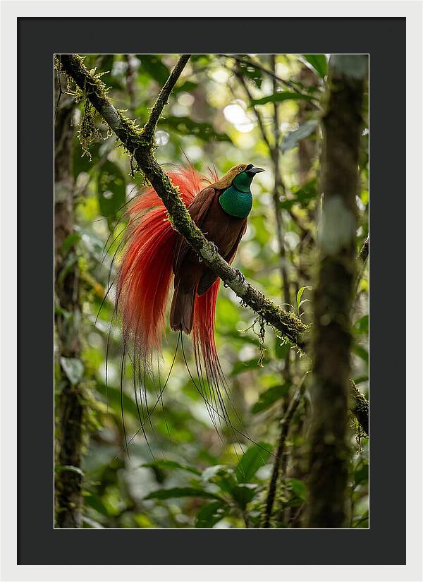Raggiana Bird Of Paradise Display