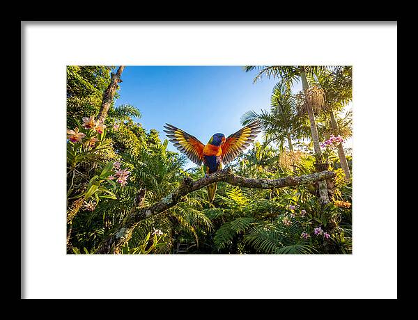 Rainbow Lorikeet In Flight