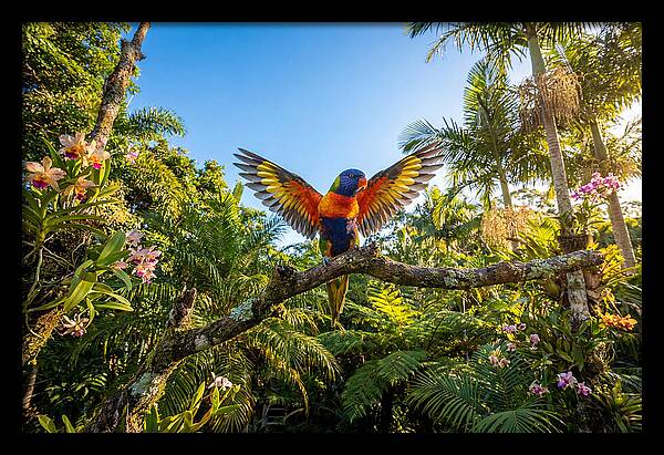 Rainbow Lorikeet In Flight