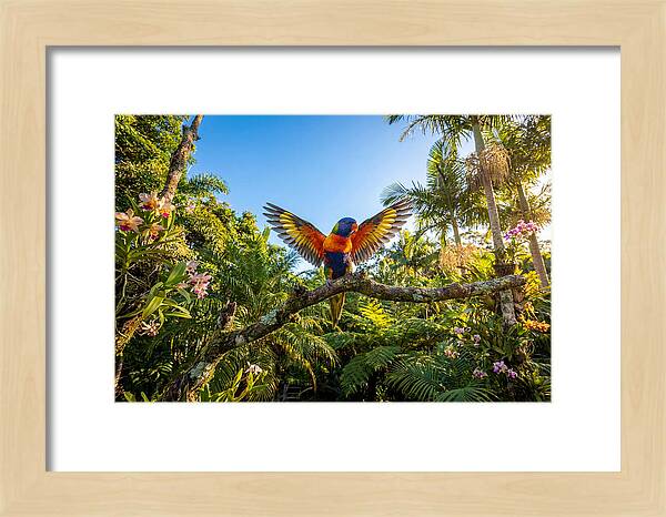 Rainbow Lorikeet In Flight