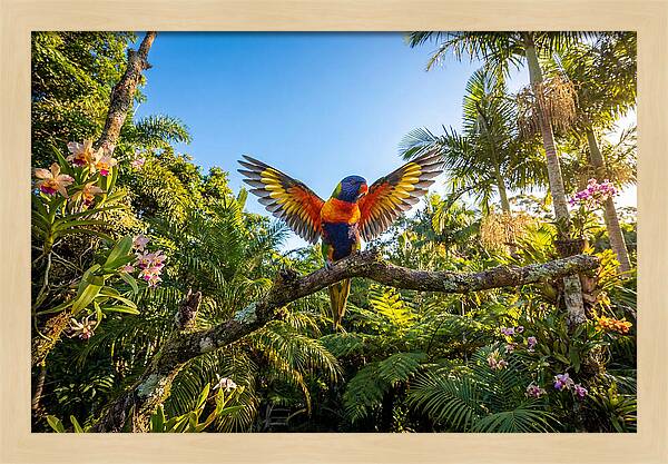 Rainbow Lorikeet In Flight