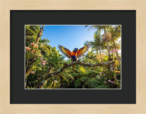 Rainbow Lorikeet In Flight