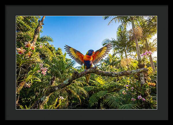 Rainbow Lorikeet In Flight