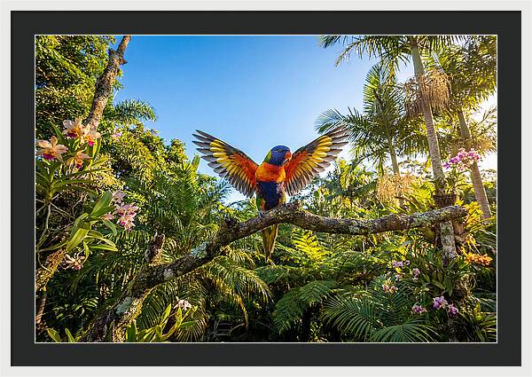 Rainbow Lorikeet In Flight