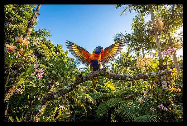 Rainbow Lorikeet In Flight