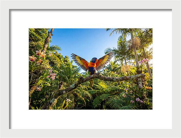 Rainbow Lorikeet In Flight
