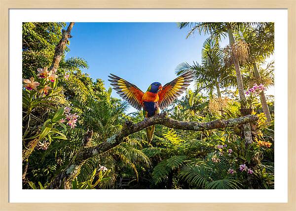 Rainbow Lorikeet In Flight