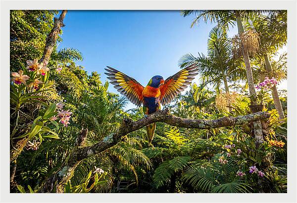 Rainbow Lorikeet In Flight