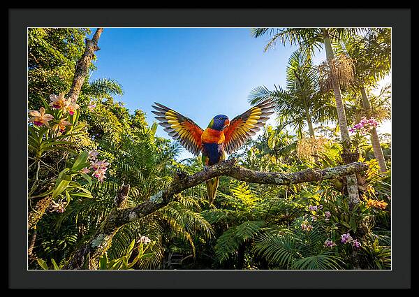 Rainbow Lorikeet In Flight