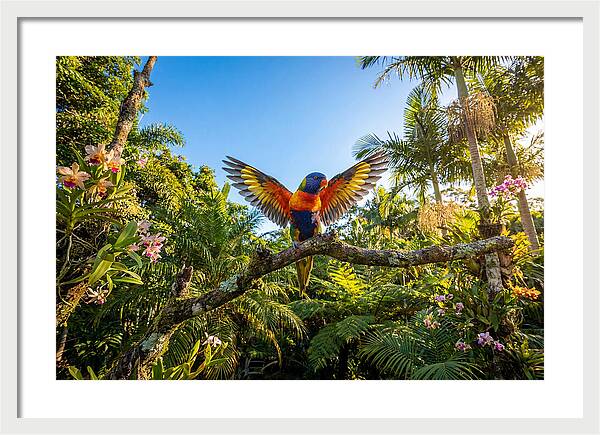 Rainbow Lorikeet In Flight