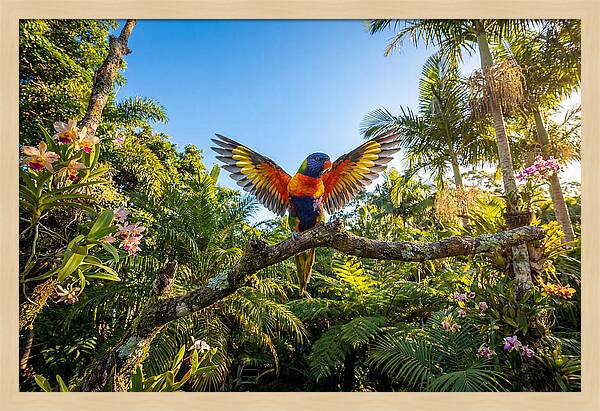 Rainbow Lorikeet In Flight