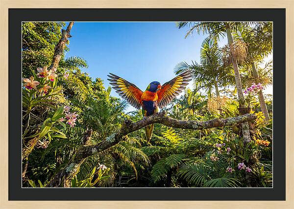 Rainbow Lorikeet In Flight