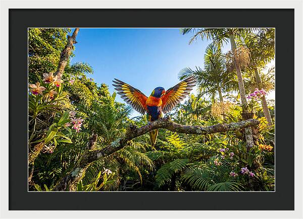 Rainbow Lorikeet In Flight