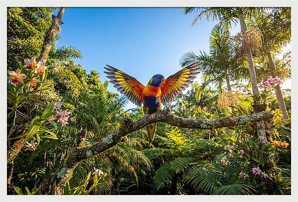 Rainbow Lorikeet In Flight