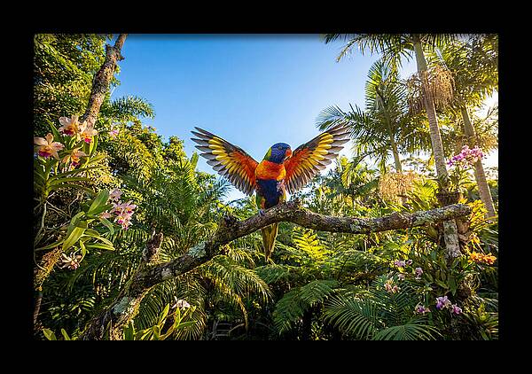 Rainbow Lorikeet In Flight
