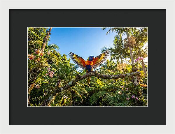 Rainbow Lorikeet In Flight