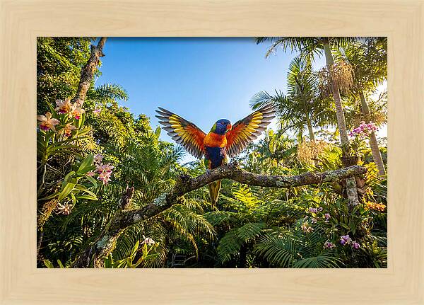 Rainbow Lorikeet In Flight