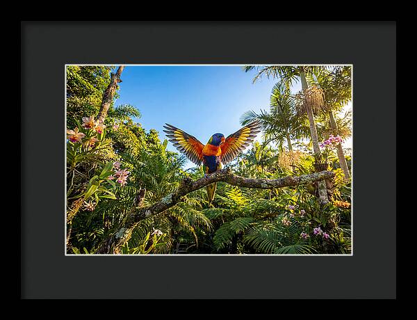 Rainbow Lorikeet In Flight