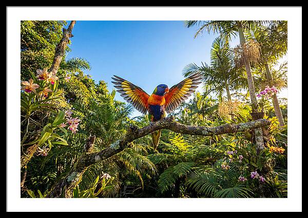 Rainbow Lorikeet In Flight