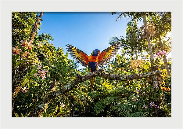 Rainbow Lorikeet In Flight