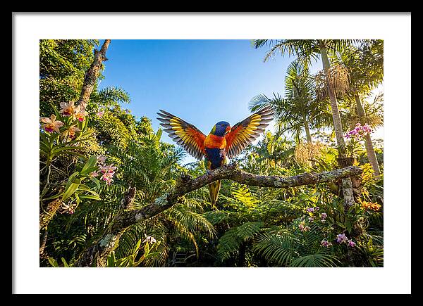 Rainbow Lorikeet In Flight