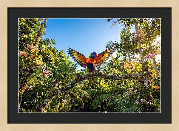 Rainbow Lorikeet In Flight