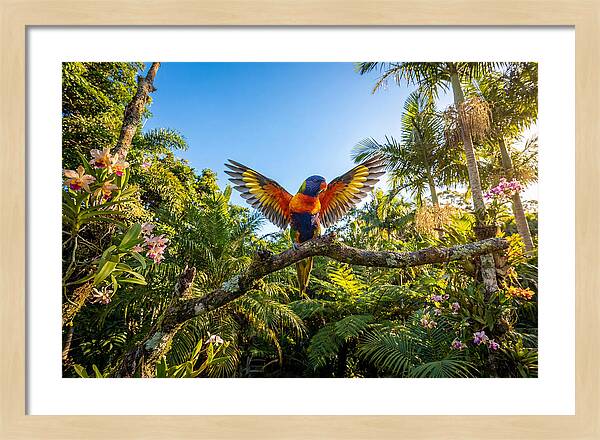 Rainbow Lorikeet In Flight