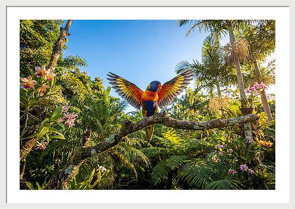Rainbow Lorikeet In Flight