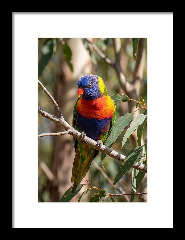 Rainbow Lorikeet Portrait