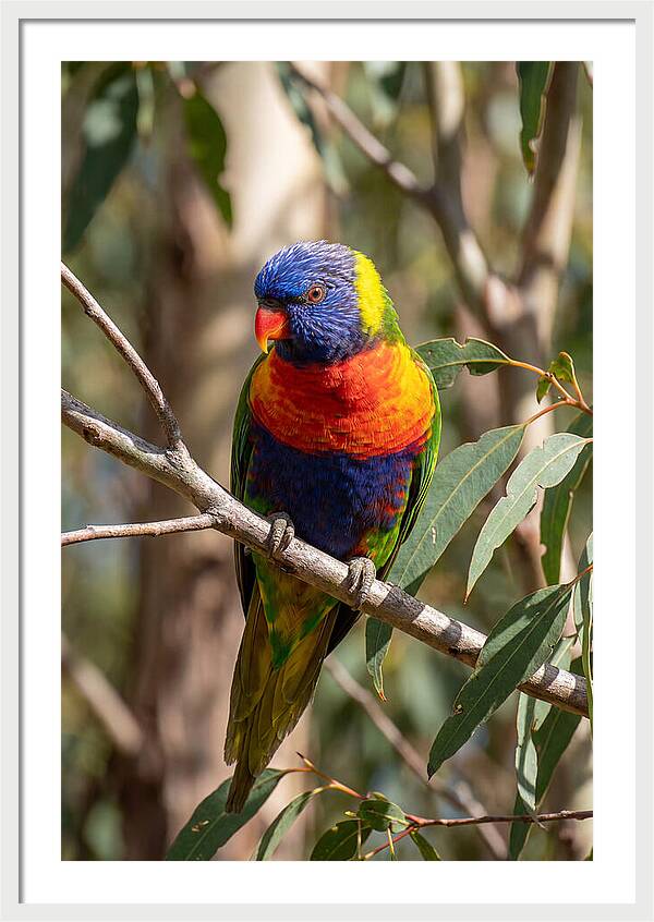 Rainbow Lorikeet Portrait