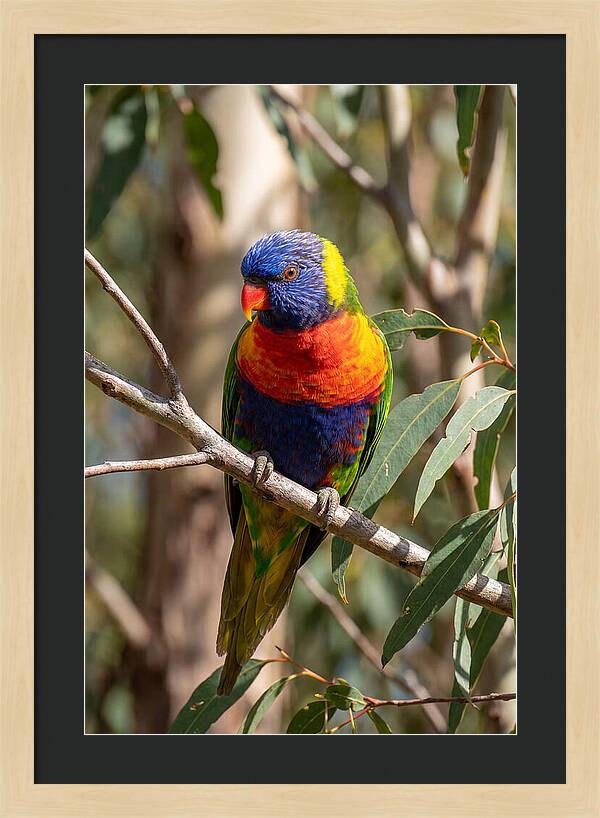 Rainbow Lorikeet Portrait