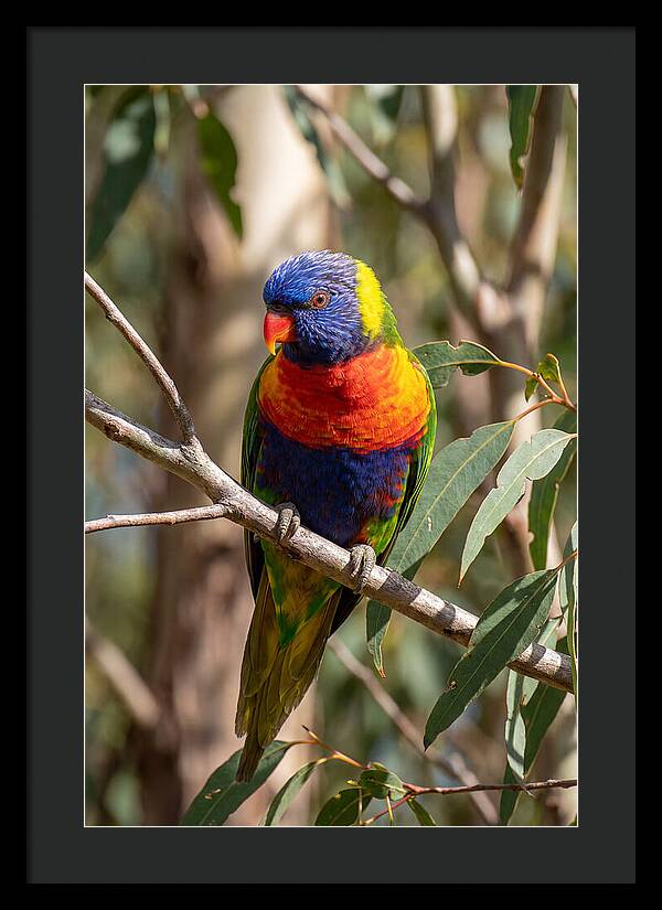 Rainbow Lorikeet Portrait