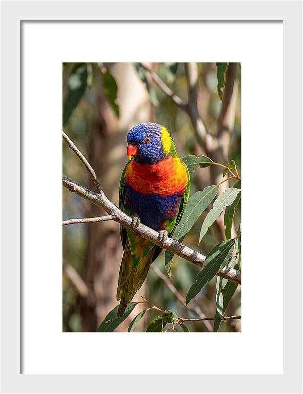 Rainbow Lorikeet Portrait