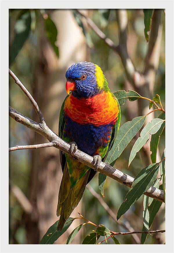 Rainbow Lorikeet Portrait