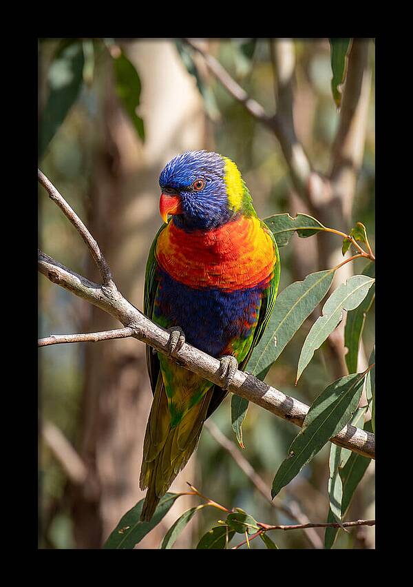 Rainbow Lorikeet Portrait