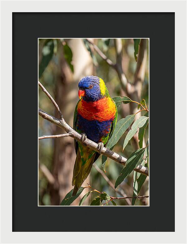 Rainbow Lorikeet Portrait
