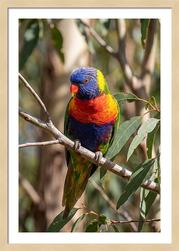 Rainbow Lorikeet Portrait