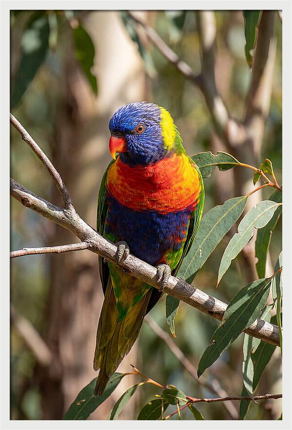Rainbow Lorikeet Portrait