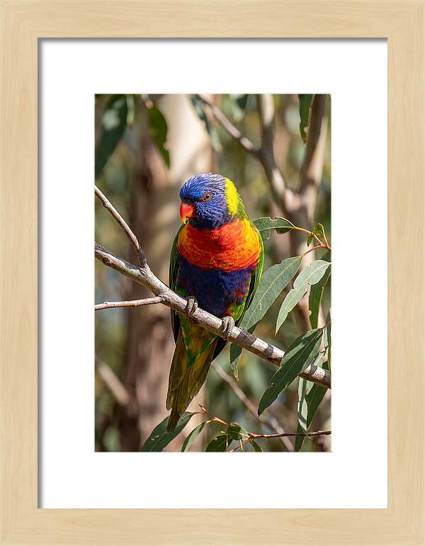 Rainbow Lorikeet Portrait