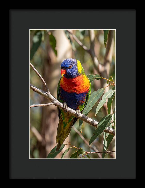 Rainbow Lorikeet Portrait