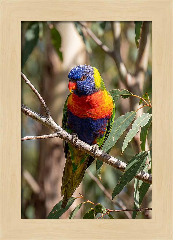 Rainbow Lorikeet Portrait