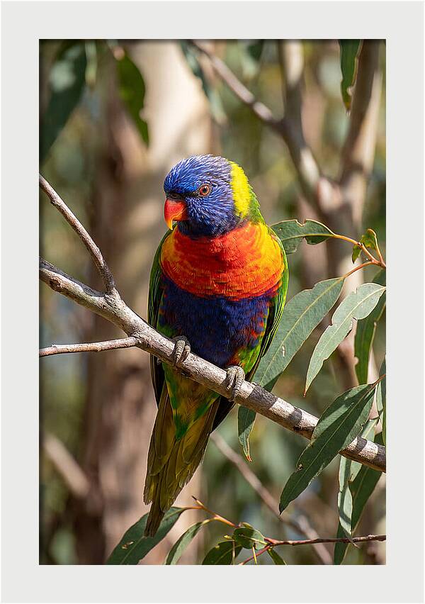 Rainbow Lorikeet Portrait