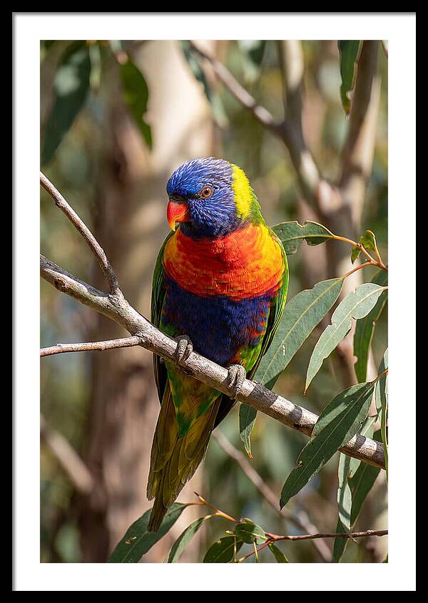 Rainbow Lorikeet Portrait