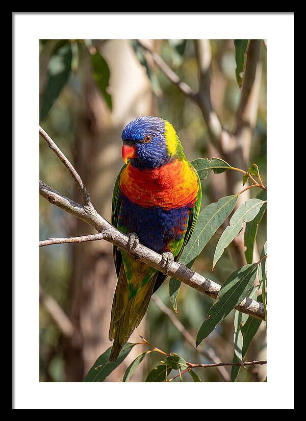 Rainbow Lorikeet Portrait