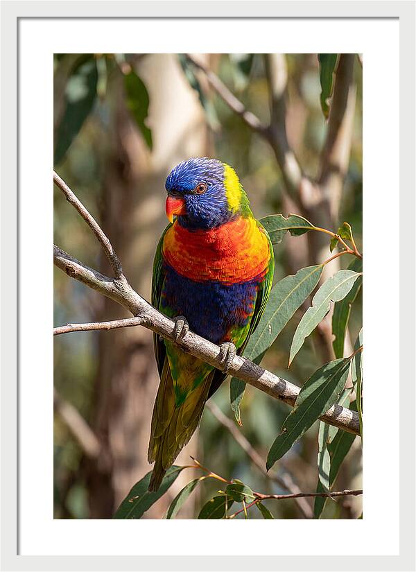 Rainbow Lorikeet Portrait