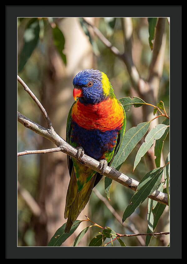Rainbow Lorikeet Portrait