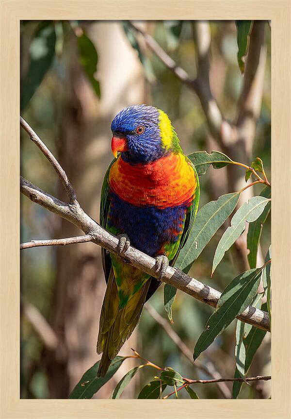 Rainbow Lorikeet Portrait
