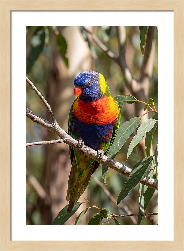 Rainbow Lorikeet Portrait
